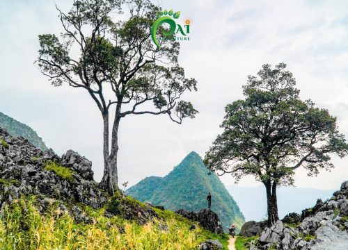 Tour Hiking Cao nguyên đá Đồng Văn 1 Ngày